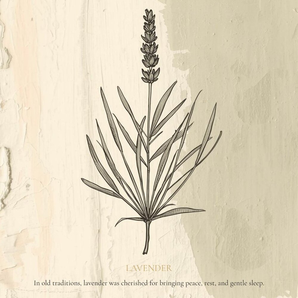 NEW Lavender Linen - Botanical Study, Vintage French Country Herb Print 8 x 10 - Picture 3 of 5
